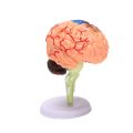 4D Assembled Human Anatomical Model Brain Model, Brain Structure Model, Student Teaching and Explanation Model. 