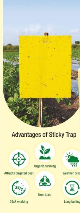 Yellow/Blue%20Sticky%20Trap%20To%20Control%20Flying%20Insects,%20Both%20Sided,%20A5%20size,%2015%20x%2020%20cm%20-%20Image%202