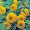 Sunflower Sungold Dwarf Seed - 20 Mixed Seeds For Balcony And Garden. 