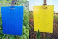 Yellow/Blue Sticky Trap To Control Flying Insects, Both Sided, A5 size, 15 x 20 cm. 