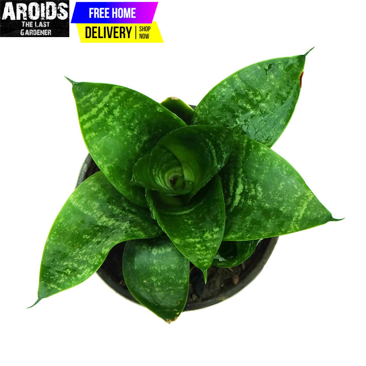 Sanseveria Jade Birds Nest, Dwarf Snake Plant (Black Dragon), Indoor Plant, Rare Plant