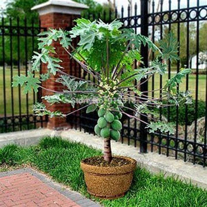 15 Plus Bonsai Papaya Tree Seeds