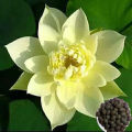5 Pcs Lotus Seeds Aquatic Plants. 