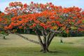 10 Pcs Seeds Of Gulmohar | गुलमोहोर (Delonix regia) Royal Poinciana Flamboyant Flame Tree Seeds 10 Seeds High Germination Rate. 
