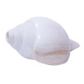 Puja Shankha Big Size. 