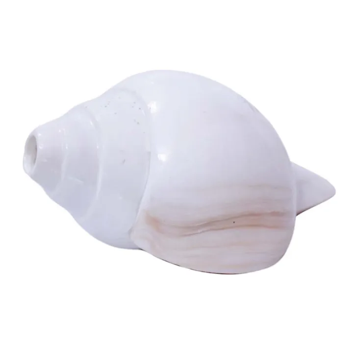 Puja%20Shankha%20Big%20Size%20-%20Image%203