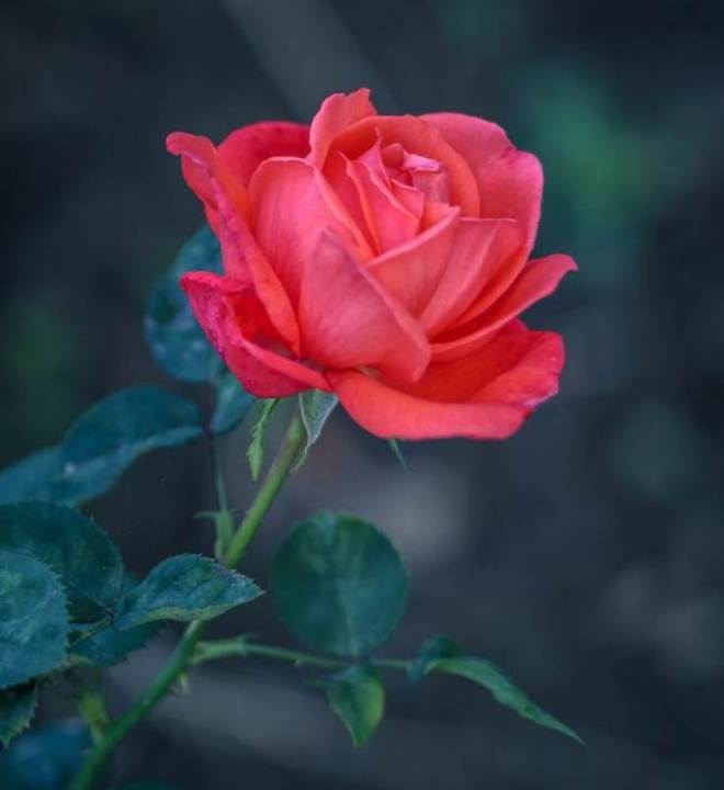 Different%20Color%20Rose%20Seeds%20-%201%20Packet%20Of%20Rose%20Flower%20Seeds%20With%205%20Seeds%20For%20Each%20Seeds%20-%20Image%203