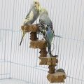 NAMUNY Bird Platform Perch Playground for Parakeet, Cage Natural Wood Play Stand Parrot Flat Perches for Medium Birds. 