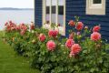 Gardening Dahlia Mixed Colours Flower Seed (One Packet Omaxe). 