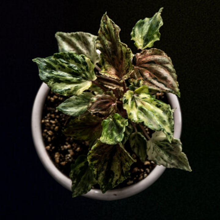 Rare%20Variegated%20Peperomia%20Plant,%20Live%20Plant,%20Indoor%20Plant,%20Perfect%20Gift%20-%20Image%202