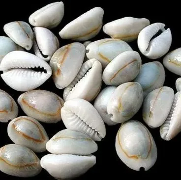 Cowrie%20Shells%20For%20DIY%20Crafts%20Jewelry%20Making.%2020%20Pieces%20-%20Image%202