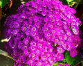 20 Plus Seeds Of Mix Cinenaria - Flower Seeds For Planting (Loose Packet). 
