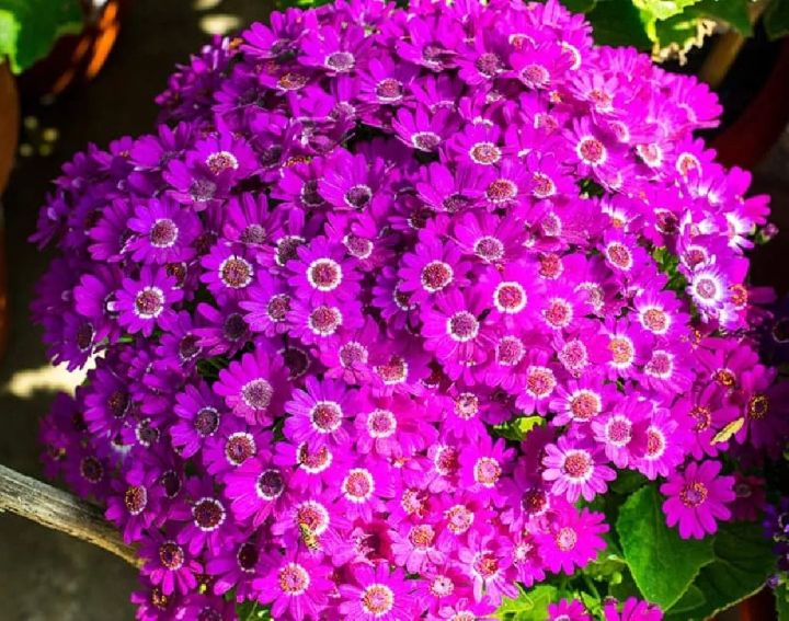 20%20Plus%20Seeds%20Of%20Mix%20Cinenaria%20-%20Flower%20Seeds%20For%20Planting%20(Loose%20Packet)%20-%20Image%206