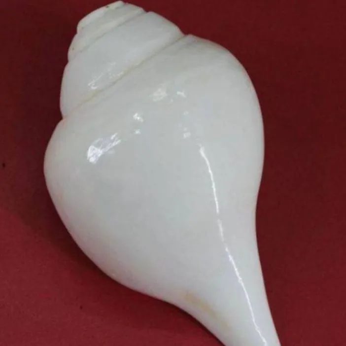 Original%20Lakshmi%20Sankha%2015cm,%20Blowing%20Conch%20%20Shankh%20For%20Worship%20Pure%20White%20Authentic%20Shell%20-%20Image%205