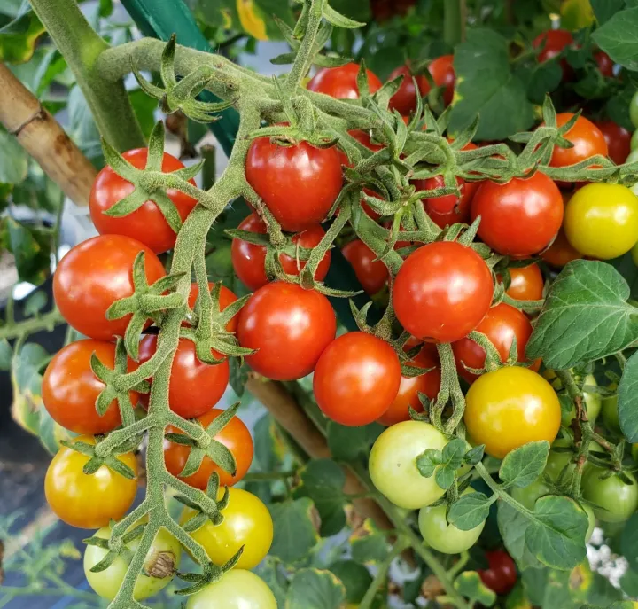 Candyland%20Red%20Cherry%20Tomato%20Seeds%205%20Plus%20(Loose%20Pack)%20-%20Image%204
