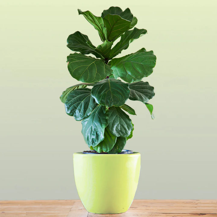 Fiddle%20Leaf%20Fig%20Indoor%20Plant%20%7C%20For%20Home%20D%C3%A9cor%20%7C%20Decorative%20Plant%20-%20Image%206