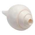 Vamavarti Blowing Shankh (White) ~ Shankha Conch Shells - Sea Shell Shankh For Lung Size 11 Inch 500Gram. 