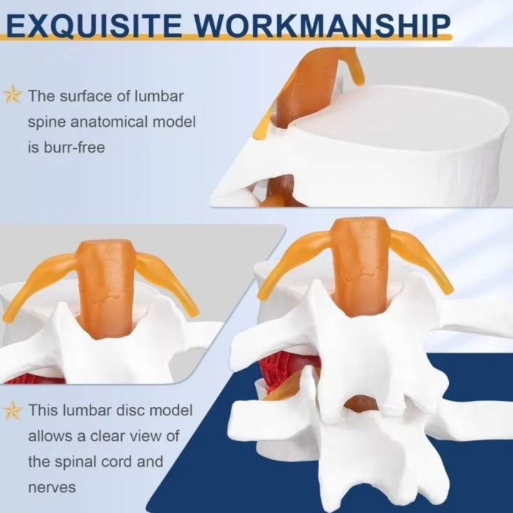 Use%203D%20Model%20Lumbar%20Model%20Compression%20Demonstration%20Spinal%20Pressure%20Lesions%20Human%20Anatomy%20Skeleton%20Model%20Educational%20Tool%20Simulation%20Spine%20Demonstration%20Structure%20Student%20-%20Image%206