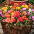 Portuluca Flower Seeds - Double Mix - 20+ in Count. 