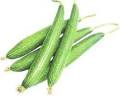 1 Packet  Sponge Gourd Seeds (घिरौला पुसा चिल्लो) 3 Gram. 