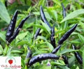 Chilli Hybrid DeepKali - Jire Khursani Seeds 20+ loose Packed Seed In Count. 