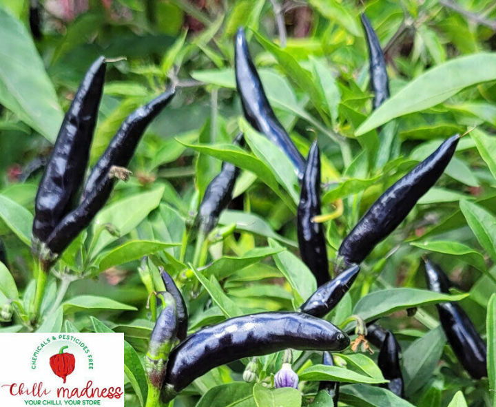 Chilli%20Hybrid%20DeepKali%20-%20Jire%20Khursani%20Seeds%2020+%20loose%20Packed%20Seed%20In%20Count%20-%20Image%204