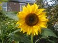 Sunflower Russian Giant 20 Mixed Seeds For Garden And Balcony. 