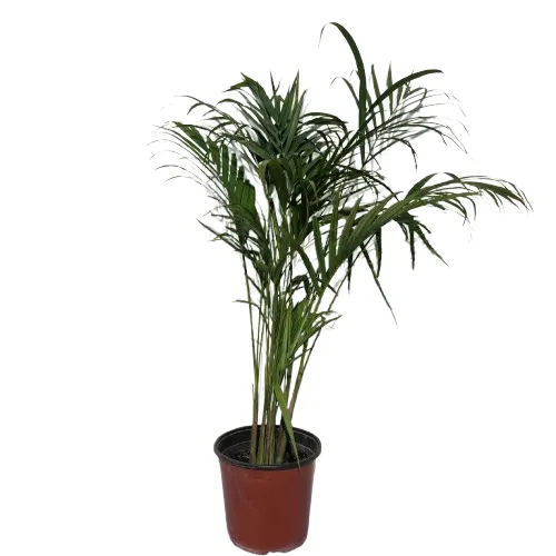 Areca%20Palm(Small),%20Green%20Tree,%20Outdoor%20Plant%20-%20Image%203