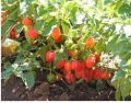 20 x Habanero Caribbean Red Chilli Pepper - Vegetable / Fruit Seeds Loose Pack. 