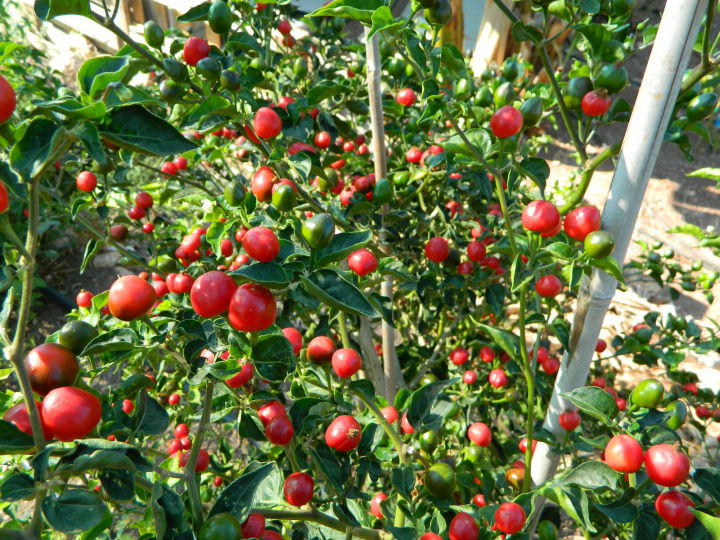 5 Seeds OF Original Nepali Akabare Khursani Red Cherry Pickle Chilly Seeds - Red Dragon Chili World Hotest Chilli Seeds (Guarantee Grow)