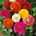 20+ Loose Packed Ranunculus Seed - Persian Buttercup Mix Flower Seeds. 