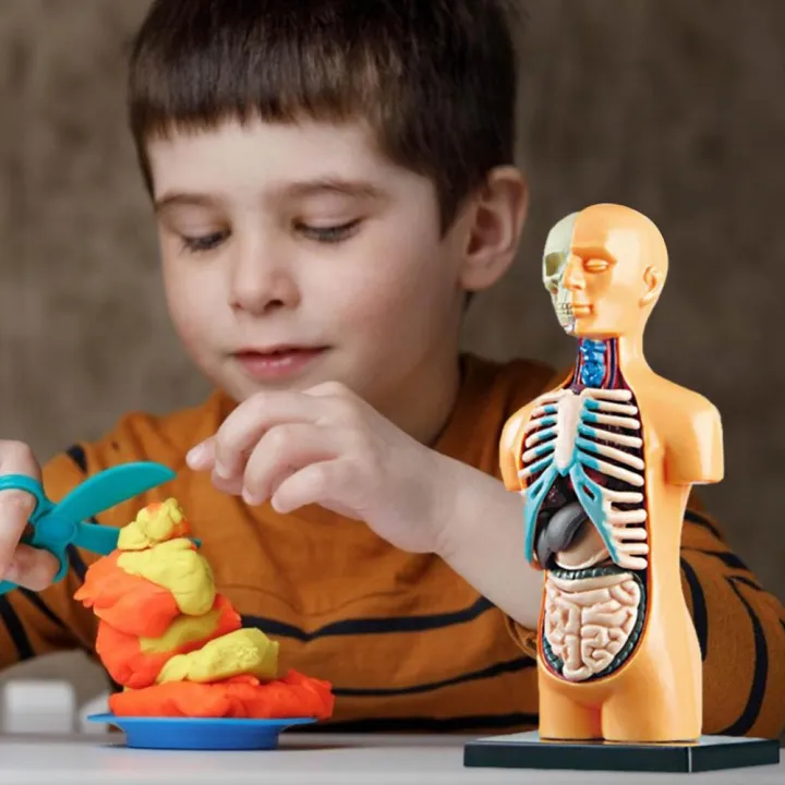 3D%20Removable%20Anatomical%20Human%20Torso%20Body%20Model%20for%20Education%20Toy%20Human%20Body%20Structure%20Teaching%20for%20Child%20Kid%20Student%20-%20Image%207