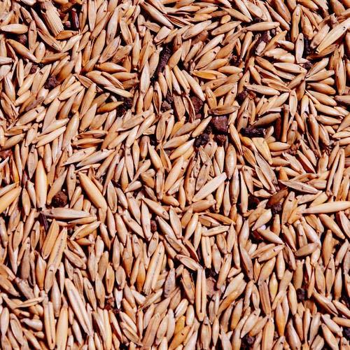 Bamboo%20Seeds%20-%20Big%20Bamboo%2030%20Plus%20Seeds%20-%20Image%203