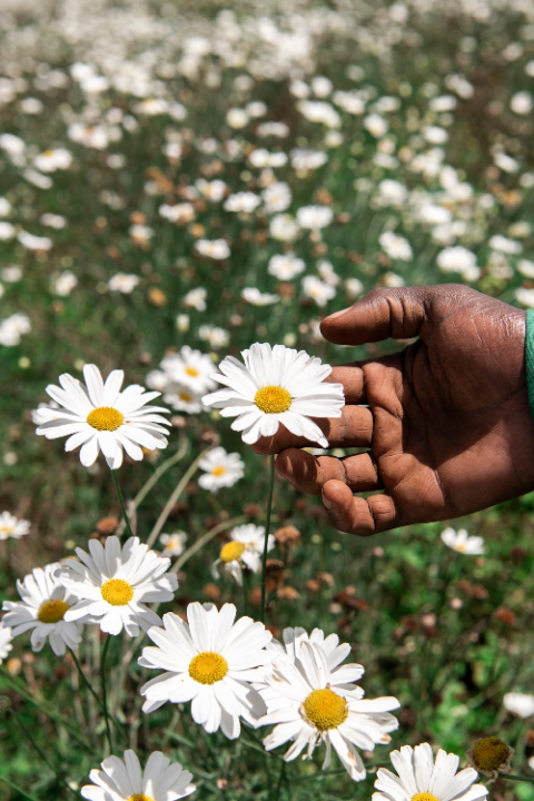 Pyrethrum%20Daisy%20Flower%20Seed%20%7C%20Daisy%20Seeds%20%7C%20%20Painted%20Lady%20Flower%20Seeds%20for%20Garden%20%7C%2098+%20Flower%20Seeds%20in%20a%20Pack%20-%20Image%204