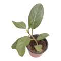 Ficus Elastica Indoor Plant | For Home Décor | Decorative Plant. 