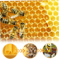 Beeswax Sheets 10Pcs Beeswax Foundation Sheets Wax Foundation for Bee Frames Natural Honeycomb Sheets Beeswax Sheets. 