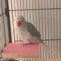 FORIDE 2X Bird Perch Stand Platform Natural Wood Playground Paws Grinding Clean for Pet Parrot Budgies Parakeet Cockatiels. 