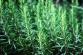 20 Plus  Rosemary Seeds for Planting - Rosemary Herb Sees Loose Pack. 