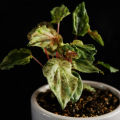 Rare Variegated Peperomia Plant, Live Plant, Indoor Plant, Perfect Gift. 