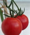 Pink Charmer Cherry Tomato Seeds 5 Plus (Loose Pack). 