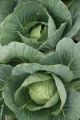 Green Coronet Hybrid Cabbage Vegetable Seeds 10gm. 