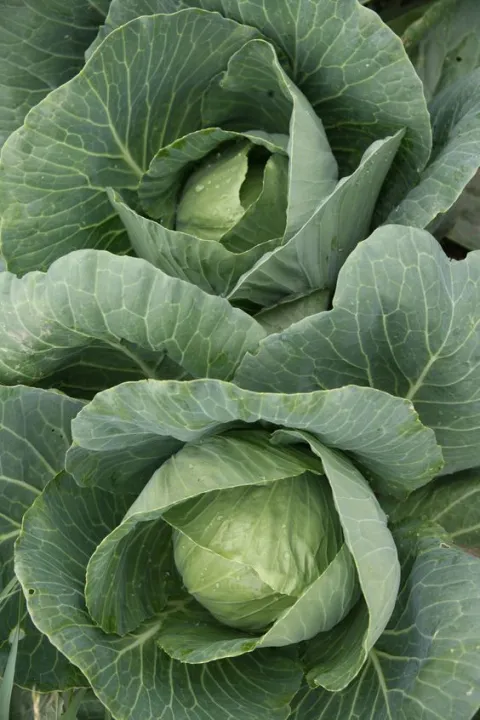 Green%20Coronet%20Hybrid%20Cabbage%20Vegetable%20Seeds%2010gm%20-%20Image%202