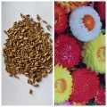 Helichrysum Bracteatum Mix Flower Seeds For Garden And Balconey -30 Plus Seeds (Loose Seeds). 