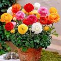 20+ Loose Packed Ranunculus Seed - Persian Buttercup Mix Flower Seeds. 