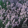 20+ Loose Packed Seed Of English Lavender 'Jean Davis'. 