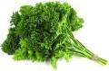 Parsley Moss Curled Seeds 2 gram. 