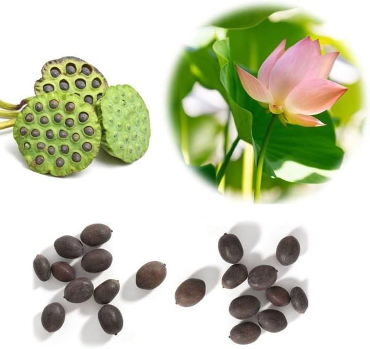 8 Seeds Of Mixed Flower Lotus Seeds/ Seed Kamalgatta