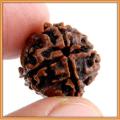Rudraksha Original Nepali 4 Mukhi Rudraksha. 