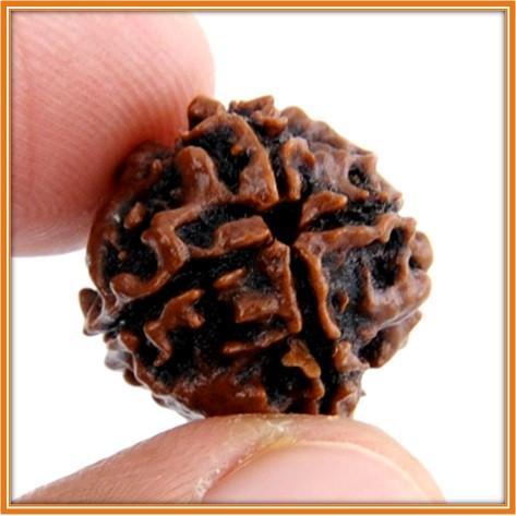 Rudraksha Original Nepali 4 Mukhi Rudraksha