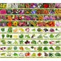 Mix Max 50 Types Of Combo Seeds Offer (Mix Seeds Of Flowers And Vegetable Seeds) - Best For Small Garden And Kausikheti मिक्स माक्स अफर  सस्तो मा कौसी खेतिलाई मात्र. 